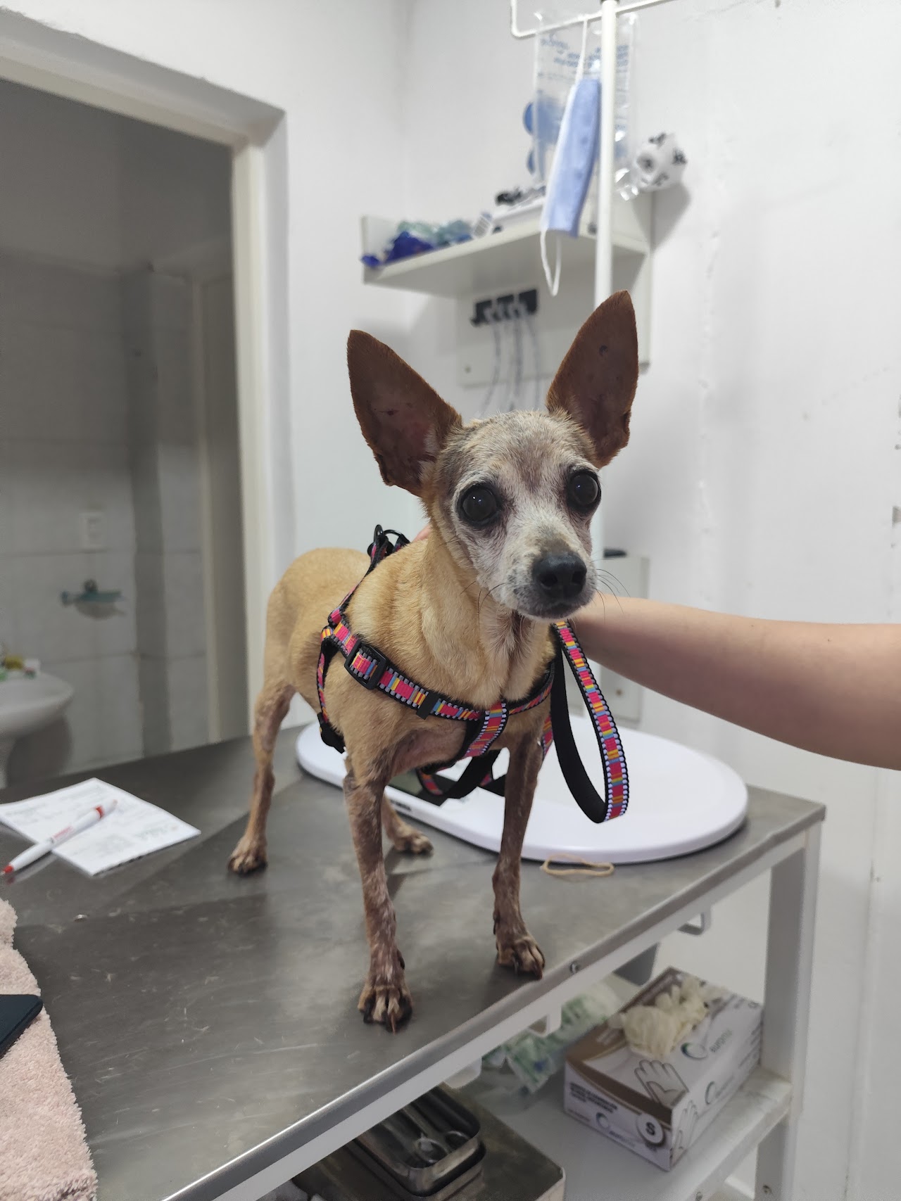 Veterinaria atendiendo a mascota con cuidado en Corrientes