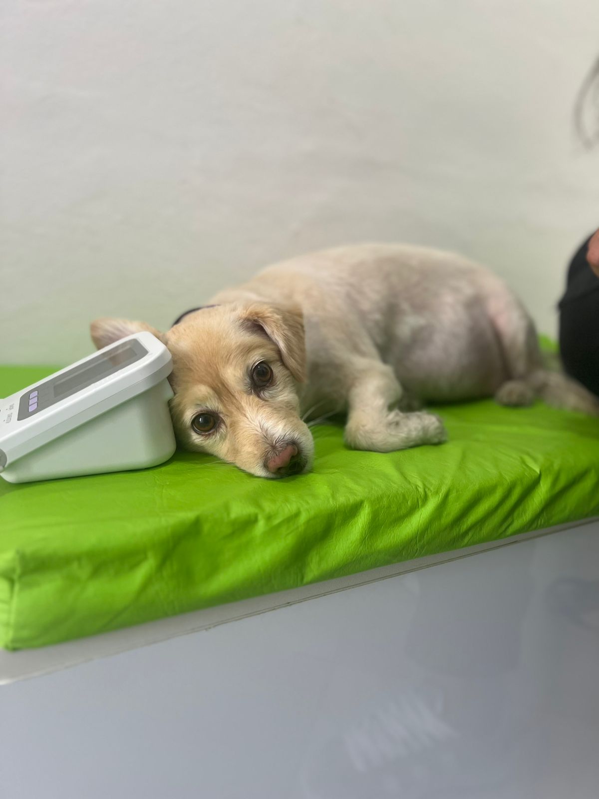 Consulta veterinaria en S.O.S Animal